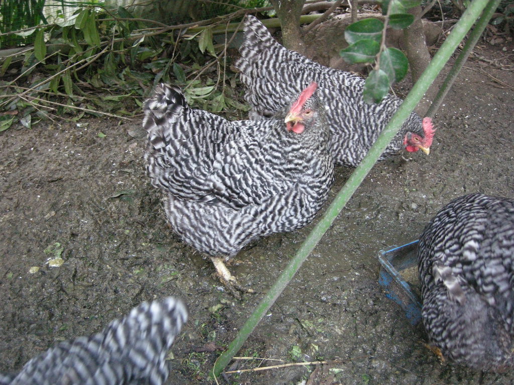 鶏 横斑プリマスロック 自然写真 ２